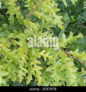 Klumpen von jungen Eichenblättern. Es wird angenommen, dass es sich um die Puteneiche oder österreichische Eiche / Quercus cerris. Kein guter Holzbaum. Stockfoto