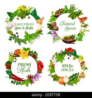 Natürliche Gewürze und aromatische Küchenkräuter runden Banner. Pfefferminze, Senf und Rosmarin, Zwiebel, Knoblauch und Pfeffer, Koriander, Dill und Lorbeerblatt, saf Stock Vektor