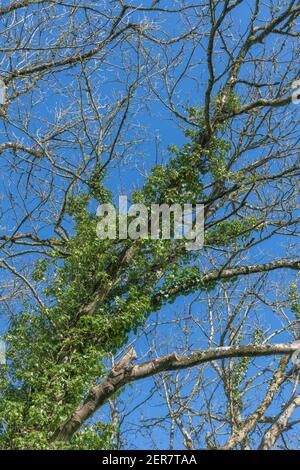 Efeu bedeckter Baumstamm gegen blauen sonnigen Frühlingsshimmel gesetzt. Kletterpflanzen Konzept, erstickende Metapher, erstickt, schleichende Efeu. Stockfoto