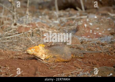 Galapagos landen Leguan (Conolophus Subcristatus), North Seymour Island, Galapagos-Inseln, Ecuador Stockfoto