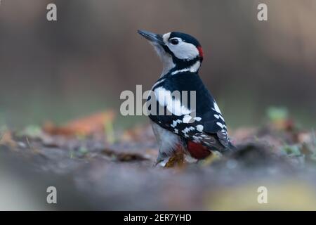 Buntspecht (Dendrocopos major) sitzt auf dem Boden, fotografiert im Goois Natuurreservaat, den Nerherlands. Stockfoto