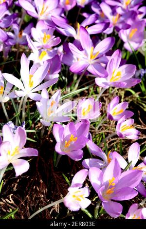 Crocus tommasinianus Roseus Early Crocus Roseus – Gruppe offener Blüten mit weißen äußeren Blütenblättern und rosa innen, Februar, England, Großbritannien Stockfoto