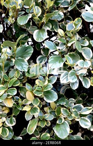Griseliana littoralis ‘Variegata’ neuseeländische Laubvariegata – bunt marmorierte Blätter, Februar, England, Großbritannien Stockfoto