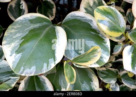 Griseliana littoralis ‘Variegata’ neuseeländische Laubvariegata – bunt marmorierte Blätter, Februar, England, Großbritannien Stockfoto