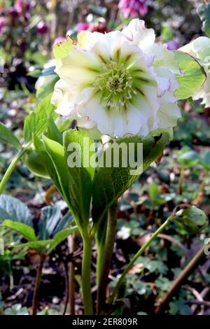 Helleborus x hybridus ‘Double Ellen White’ Hellebore Double Ellen White – Double White Flowers, Februar, England, UK Stockfoto