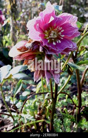 Helleborus x hybridus Harwington Double Pink gesprenkelt Hellebore Double Pink gesprenkelt – gefleckte Double Pink Blüten, Februar, England, UK Stockfoto