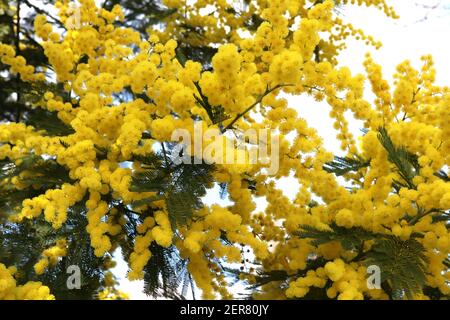 Akazie dealbata Mimosa – Cluster von runden flauschigen Blüten mit grünen Stielen, Februar, England, Großbritannien Stockfoto