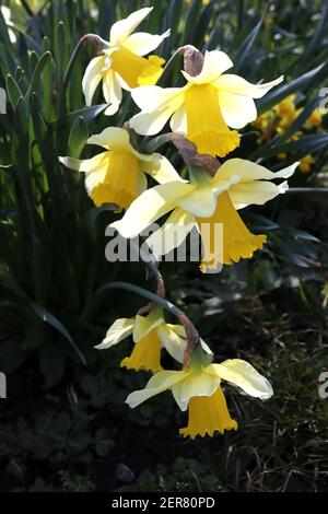 Narcissus pseudonarcissus ‘Lobularis’ wilder Daffodil – ausgestellte weiße Tepals und stolte goldgelbe Trompete, Februar, England, Großbritannien Stockfoto