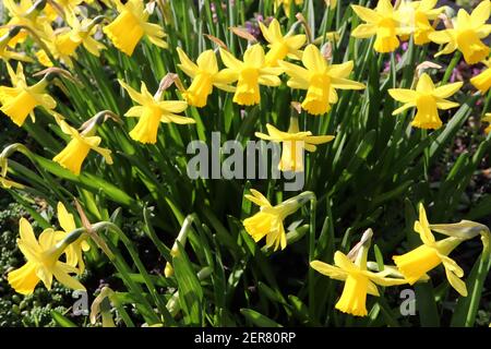 Narcissus ‘February Gold’ / Daffodil February Gold Division 6 Cyclamineus Daffodils gelbe Narzissen mit Rüschenbechern, Februar, England, UK Stockfoto