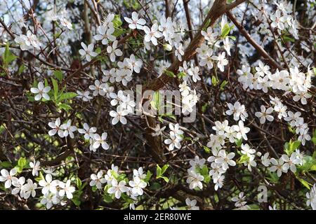 Prunus cerasifera Kirschpflaume – kleine weiße schüsselförmige Blüten mit vielen Staubgefäßen, grünen Blütenstielen, grünen Blättern, Februar, England, VEREINIGTES KÖNIGREICH Stockfoto