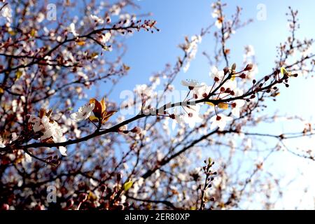 Prunus cerasifera Kirschpflaume – kleine weiße schalenförmige Blüten mit vielen Staubgefäßen, roten Blütenstielen, grünen bis braunen Blättern, Februar, England, Großbritannien Stockfoto