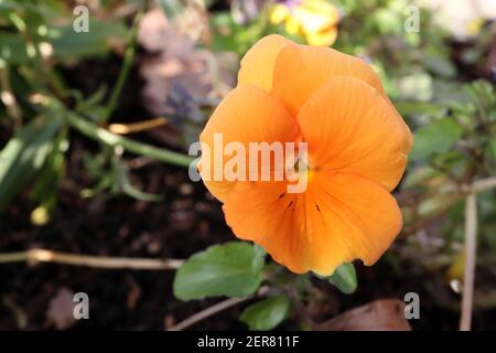 Viola x wittrockiana ‘Matrix Orange Pansy’ Orange Pansy – großes, ganz orangefarbenes Stiefmütterchen mit spärlichen, schwachen schwarzen Whiskys, Februar, England, Großbritannien Stockfoto