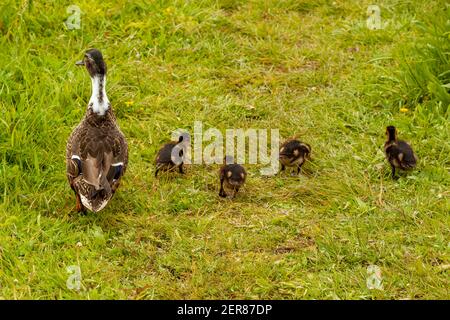 Entenküken grasen auf einer Wiese mit ihrer Mutter. Die Mutter (eine weibliche Stockente) schaut sich um, um die Babys vor Gefahren zu schützen. Eine gute Motte Stockfoto