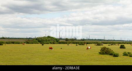 Ein malerischer Blick auf den New Forest National Park in Großbritannien, wo Kühe und Pferde frei auf einer riesigen Wiese grasen. Es gibt wenige Büsche und ein Kraftwerk Stockfoto