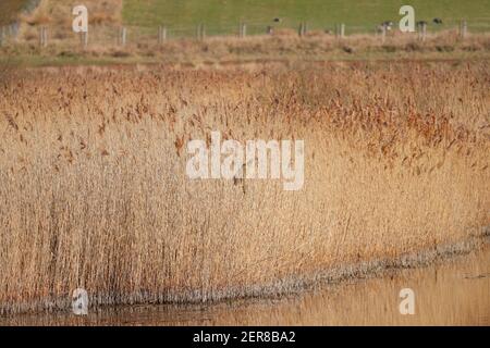 A Bittern (Botaurus stellaris) Sitzt am Schilf fest, während er sich mit dem Hintergrund vermischt Im St Aidan's Nature Park in Svillington, West Yorkshire Stockfoto