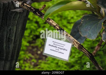 Namensschild mit Informationen über Medinilla magnifica Pflanze allgemein bekannt als die philippinische Orchidee. Grüne Blätter tropischer Blütenpflanzen der M Stockfoto