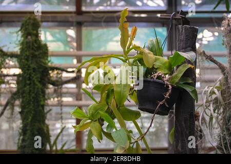 Orchidee mit verwelkten vergilbten Blättern ohne Blumen in einem Topf, der von der Decke vor einem großen Fenster im Gewächshaus hängt. Licht für Zimmerpflanzen Stockfoto