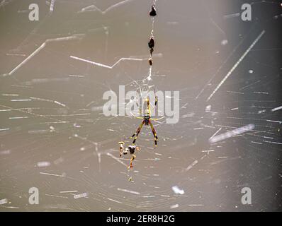Eine einzelne Wankspinne im Netz Stockfoto