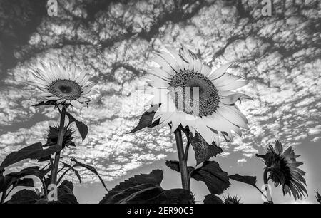 Bewölkter Himmel und 2 Sonnenblumen in der Türkei Stockfoto