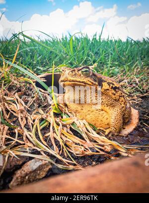 Sapo-Cururu, Rohrkröte oder Rhinella Marina, großer Frosch aus Brasilien. Tageslichtporträt einer großen Amphibie, die eine Hauspfeife verlässt. Wildtierszene aus dem Natu Stockfoto
