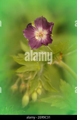 Nahaufnahme eines sogenannten dunklen Kranichs, trauernde oder schwarze Witwe, Geranium phaeum im grünen Gras Stockfoto