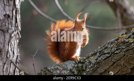 Rotes Eichhörnchen mit Hintergrundbeleuchtung direkt in die Kamera schauen Stockfoto