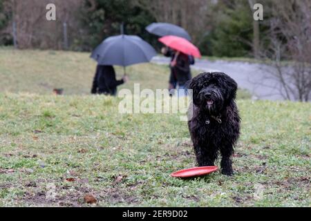 Schwarzer Labradoodle wartet darauf, dass das Spielzeug wieder geworfen wird. Fußgänger mit Regenschirmen im Hintergrund. Deutschland, Stuttgart, Januar 30 Stockfoto