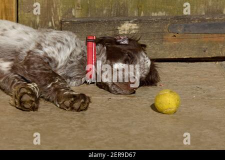 Schlafender Cocker Spaniel Welpe neben Ball Stockfoto