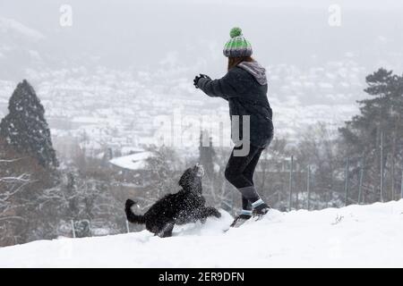 Stuttgart, Deutschland, 2021-02-10, ein schwarzer Labradoodle-Hund spielt in einem Park. Frischer Schnee macht Spaß für alle Stockfoto