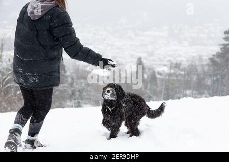 Stuttgart, Deutschland, 2021-02-10, ein schwarzer Labradoodle-Hund spielt in einem Park. Frischer Schnee macht Spaß für alle Stockfoto