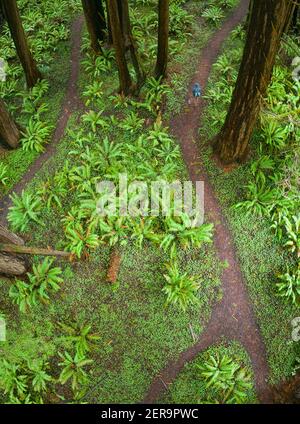 Coastal Redwood Trees, Sequoia sempervirens, gedeihen in einem gesunden Wald in Mendocino, Kalifornien. Redwood Bäume wachsen in einem sehr spezifischen Klimabereich. Stockfoto