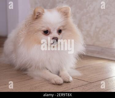 Nahaufnahme Porträt des weißen Spitz Hundes. Der Hund liegt auf dem Boden. Haustiere Stockfoto