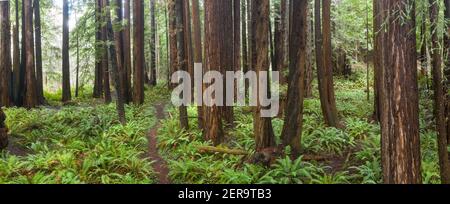 Coastal Redwood Trees, Sequoia sempervirens, gedeihen in einem gesunden Wald in Mendocino, Kalifornien. Redwood Bäume wachsen in einem sehr spezifischen Klimabereich. Stockfoto