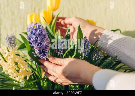 Bouquet von Frühlingsblumen. Frau mit gelben Tulpen, Hyazinthen, blauen Muscari. Blumendekor im Weihnachtsstil. Frühlingsstimmung Stockfoto