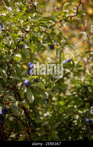 Detail des Astes eines Busches mit etwas dunkel Blaue Beeren an einem sonnigen Tag Stockfoto