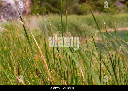 Detail von grünen Grashalmen in einer Maische von einem see Stockfoto