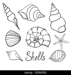 Handgezeichnete Vektor-Illustrationen - Sammlung von Muscheln. Marine-Set. Stock Vektor