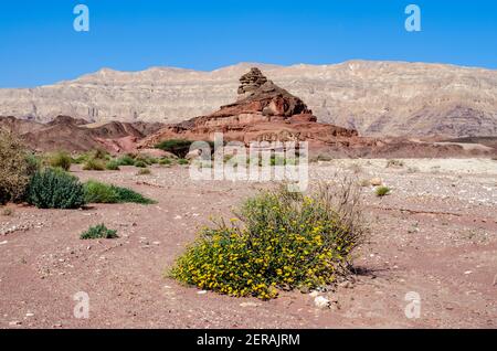 Gelb blühende Wildblumen vor einer Sandsteinfelsen-Formation namens „Spiral Hill“, einem Wahrzeichen des Timna Park im Frühjahr, Süd-Israel Stockfoto