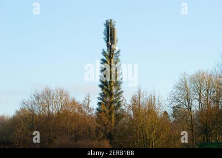 Handy-Handy-Mobilfunkturm verkleidet als ein Baum in einem Versuch, sich in die natürliche Umgebung, England, Großbritannien Stockfoto