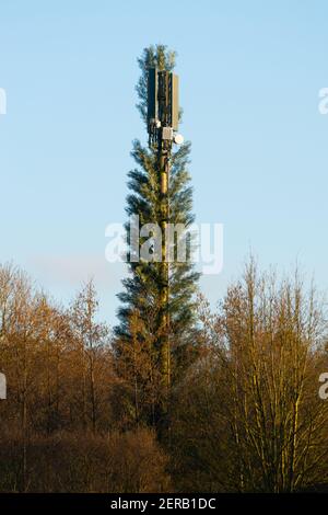 Handy-Handy-Mobilfunkturm verkleidet als ein Baum in einem Versuch, sich in die natürliche Umgebung, England, Großbritannien Stockfoto