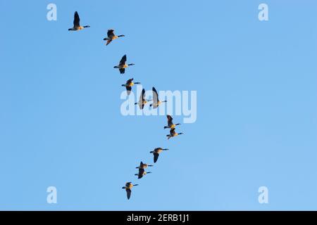 Kanada Gänse fliegen in V-Formation gegen blauen Himmel, England, Großbritannien Stockfoto