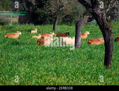 Nette flauschige Schafe grasen um knorrige Mandelbäume auf EINEM Wiese Zwischen Sineu Und Inca Auf Der Baleareninsel Mallorca Ein sonniger Wintertag Stockfoto