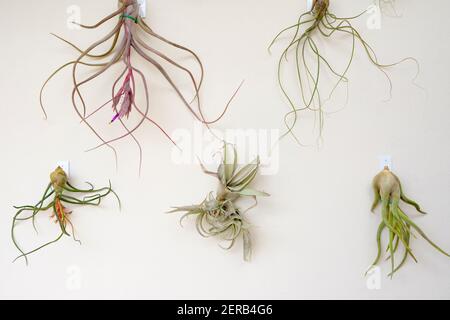 An einer Wand hängende Pflanzengruppe der Gattung Tillandsia. Barcelona. Katalonien. Spanien. Stockfoto