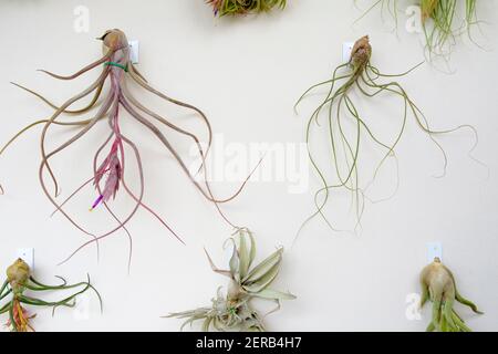 An einer Wand hängende Pflanzengruppe der Gattung Tillandsia. Barcelona. Katalonien. Spanien. Stockfoto