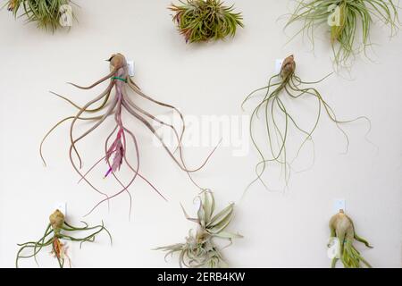 An einer Wand hängende Pflanzengruppe der Gattung Tillandsia. Barcelona. Katalonien. Spanien. Stockfoto