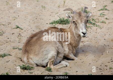 Marco Polo Schafe (Ovis ammon polii), auch bekannt als die Pamir Wildschaf. Stockfoto