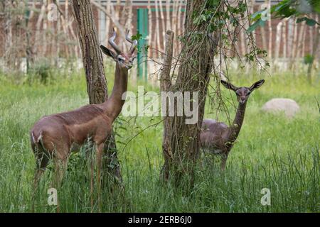 Südliche Gerenuk (Litocranius walleri walleri), auch bekannt als die Wallergazelle. Stockfoto