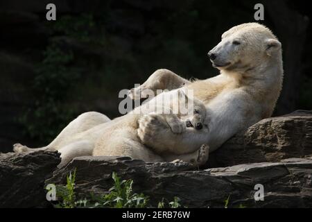 Eisbär (Ursus maritimus) mit seinem Jungen im Tierpark Berlin in Berlin. Die Eisbärin Hertha wurde am 1st. Dezember 2018 als Mutter Tonja und Vater Wolodja geboren. Stockfoto