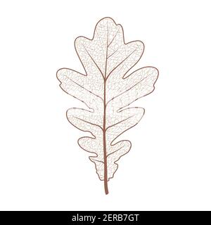 Eichenbaum Blatt Set. Herbst Blätter isoliert Vektor-Illustration auf weißem Hintergrund. Herbst Dekoration Clip Art Stock Vektor