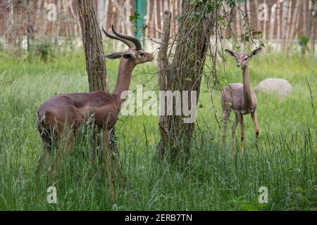 Südliche Gerenuk (Litocranius walleri walleri), auch bekannt als die Wallergazelle. Stockfoto